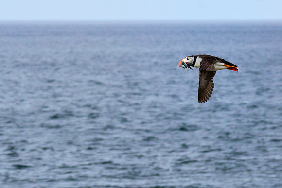 Flying Puffin@ Jo Bird