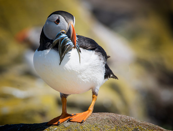Puffin 99 © Jo Bird