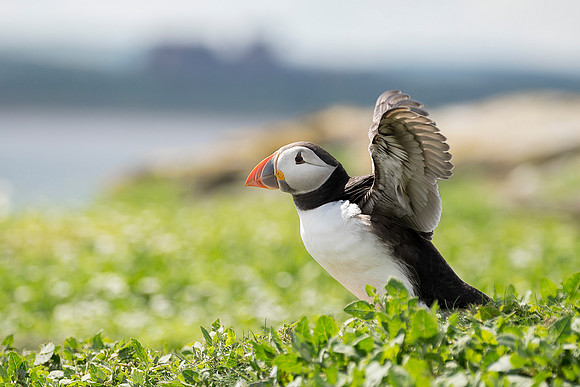 puffin taken by Joanne Bird