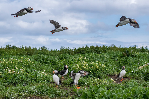 Farne puffin group © Jo Bird