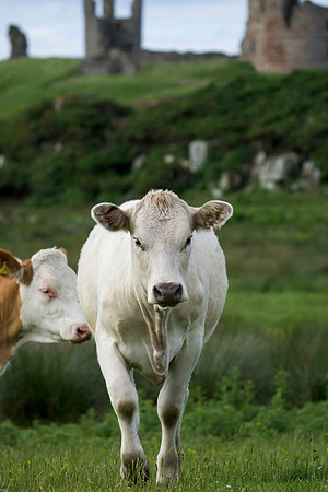 Cows Northumberland