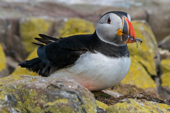 Puffin 1 © Jo Bird