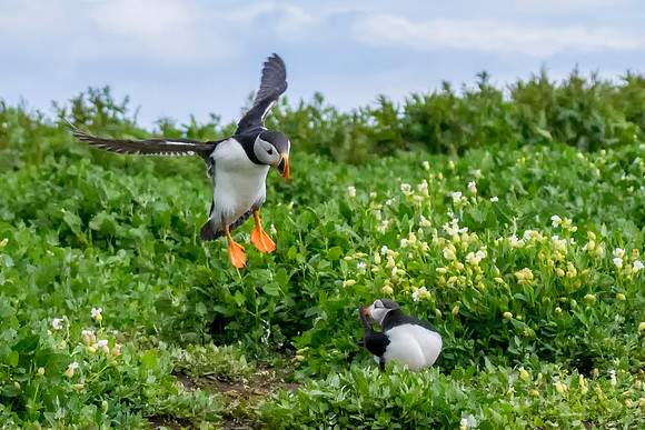 Puffin 9 © Jo Bird
