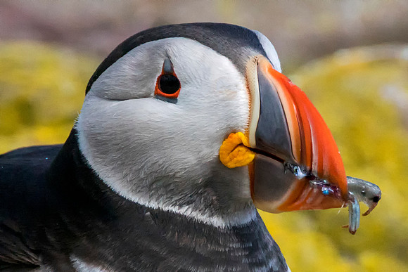 Puffin portrait © Jo Bird