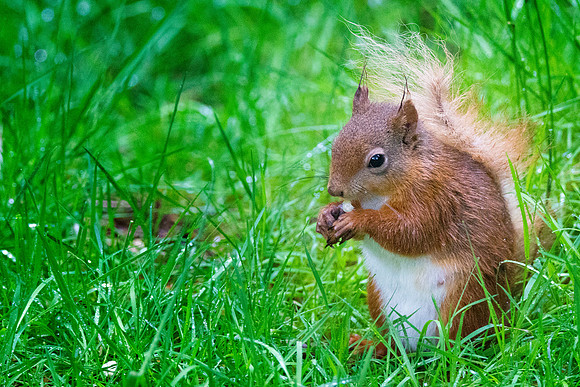 011  Red Squirrel Pepperells Mug © Bob Riach