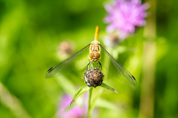 Sad Dragonfly © Bob Riach