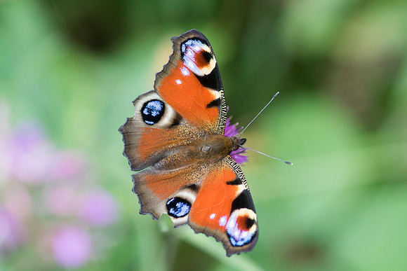 Peacock Butterfly © Bob Riach