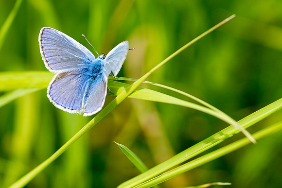 Common Blue Butterfly © Bob Riach