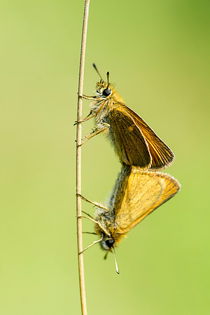 Breeding Skipper Butterfly © Bob Riach