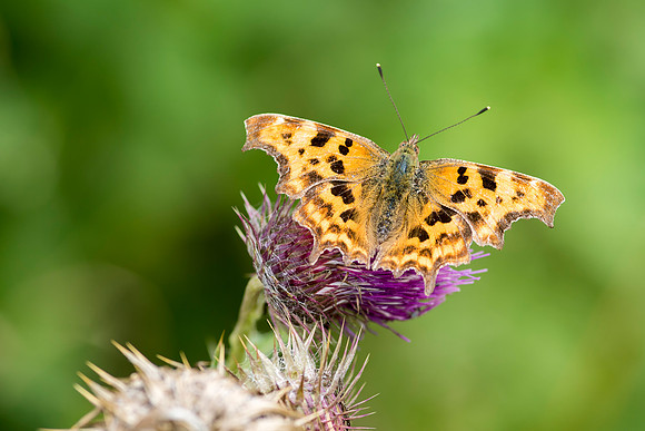 Comma Butterfly © Bob Riach