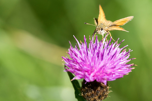 Skipper Butterfly © Bob Riach