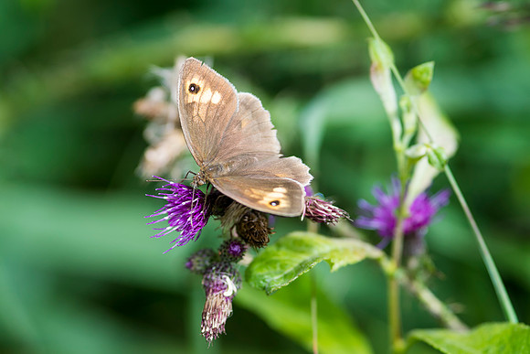 Meadow Brown Butterfly © Bob Riach