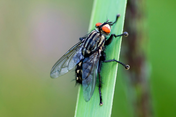 Fly © Bob Riach