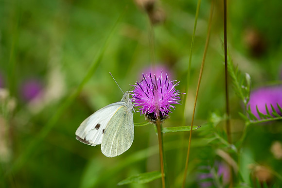 Small White Butterfly © Bob Riach