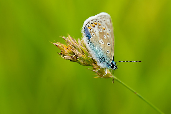 Common Blue Butterfly 2 © Bob Riach