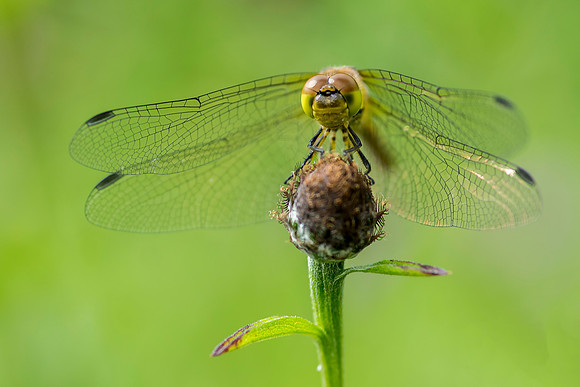 Dragonfly © Bob Riach