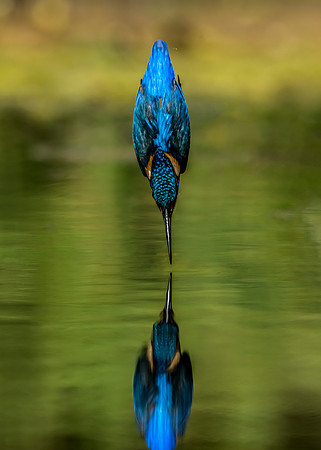 _DSC6621 Kingfisher ©Jo Bird
