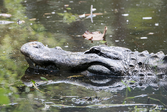 Aligator 2 @ Jo Bird