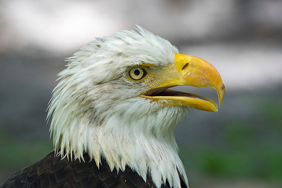 Bald Eagle Portrait@ Jo Bird