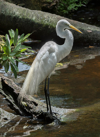 Egret Homosassa @ Jo Bird