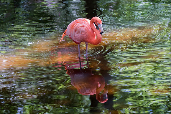 Greater Flamingo @ Jo Bird