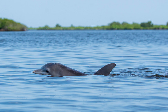 Dolphin 1 @Jo Bird