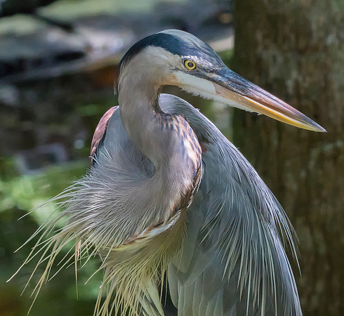 Grey Heron Portrait@ Jo Bird