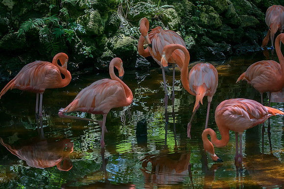 Group Flamingoes @ Jo Bird