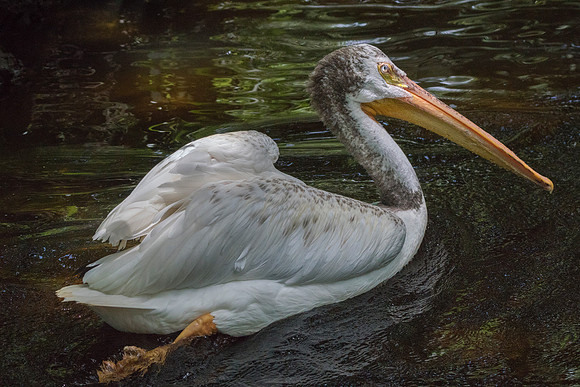 White Pelican @ Jo Bird