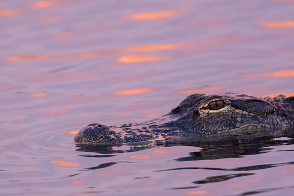 Gator 1 @ Jo Bird