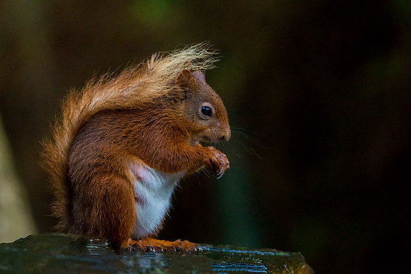 Red Squirrel 1 @ Jo Bird