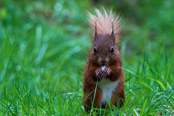 Red squirrel 2 @ Jo Bird