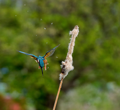 Bullrush Kingfisher 1 @ Jo Bird
