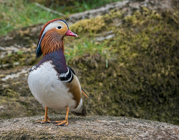 Mandarin standing © Jo Bird