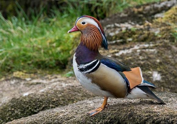 Mandarin standing 2 © Jo Bird