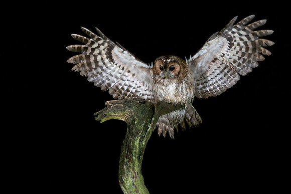 Tawny Owl Bourne © Jo Bird