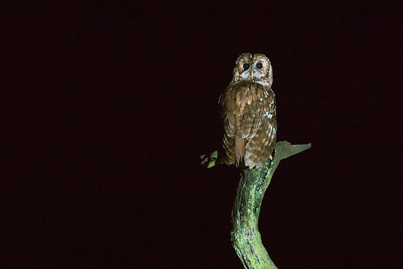 Bourne Tawny 1 © Jo Bird