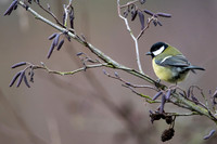 great tit ©jo bird