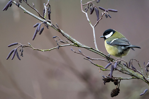 great tit ©jo bird