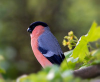 Blur Bullfinch © Jo Bird