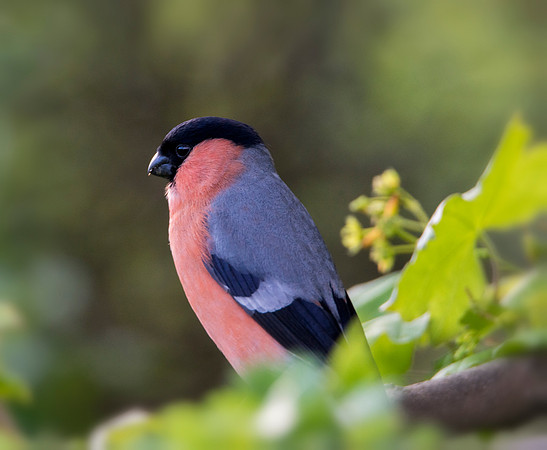 Blur Bullfinch © Jo Bird