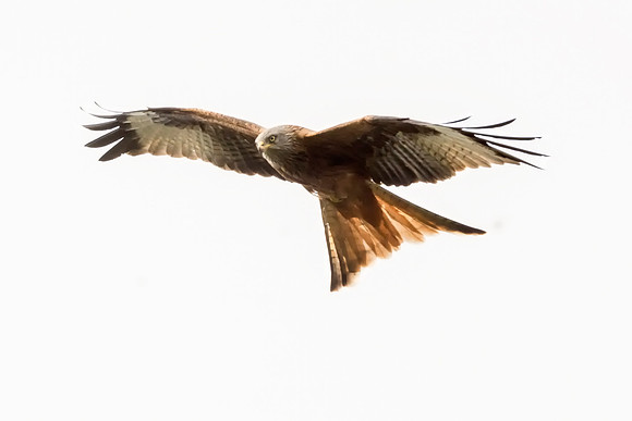 Red Kite © Jo Bird