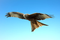 Red Kite Blue Sky 3  © Jo Bird copy
