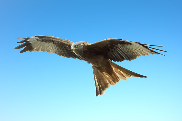 Red Kite Blue Sky 3  © Jo Bird copy