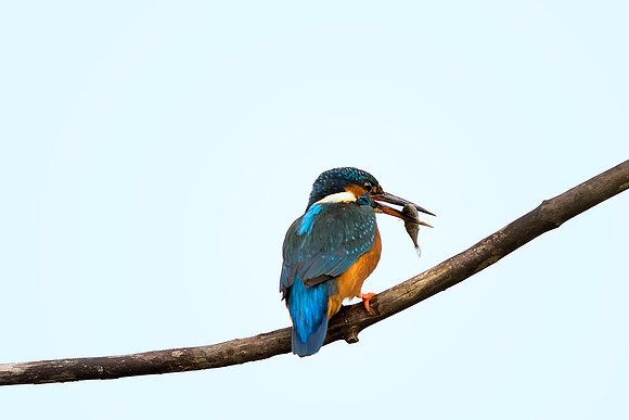 Kingfisher Stick Fish © Bob Riach  © Bob Riach