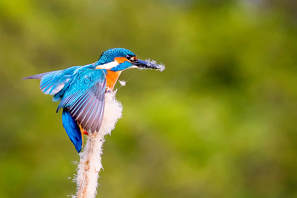 A 001 Kingfisher On Bullrush © Bob Riach