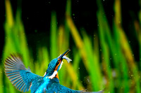 a 06 Kingfisher With Fish © Bob Riach