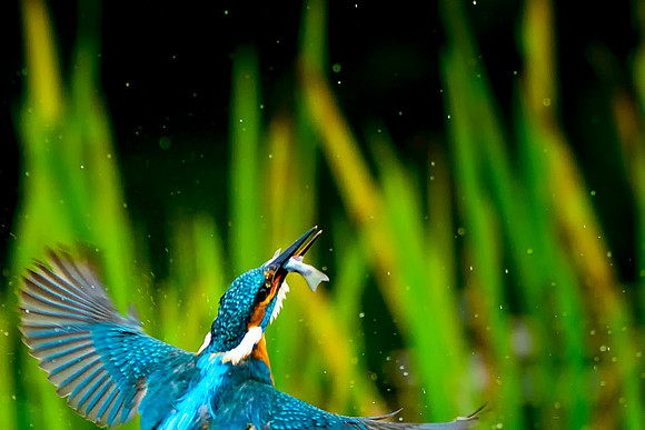 a 06 Kingfisher With Fish © Bob Riach