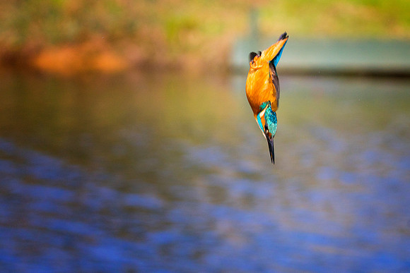 a 08 Kingfisher Diving © Bob Riach
