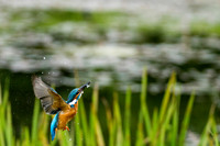 a 07 Kingfisher With Fish © Bob Riach